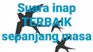 Download lagu Suara inap burung walet terbaik sepanjang masa/FREE download mp3 Download lagu Suara inap burung walet terbaik sepanjang masa/FREE download mp3