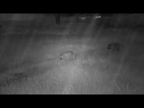Djuma: Two Hyenas walk by heading towards the lodge - 04:56 - 01/12/22