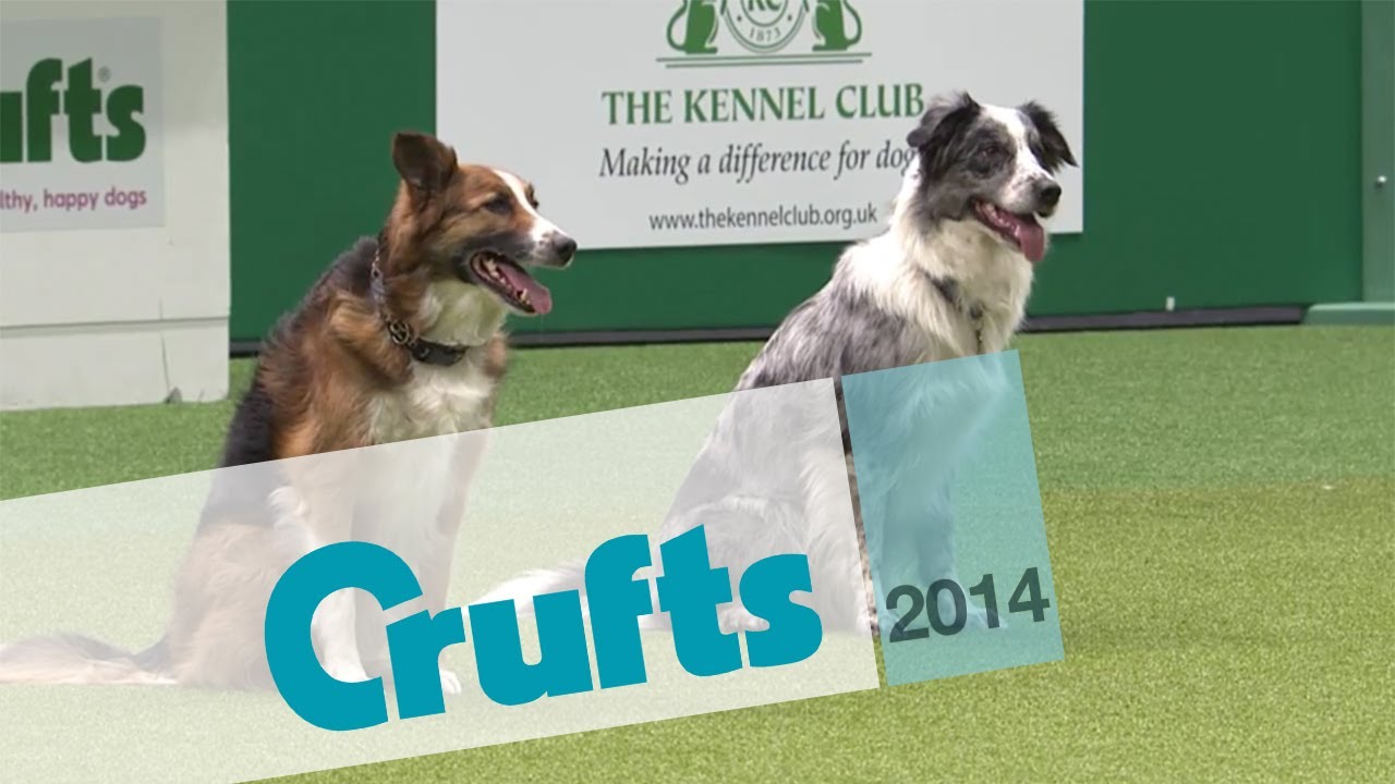 Obedience Winners 2014 | Crufts 2014