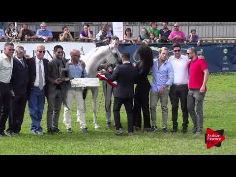 3 rd place N.42 DANDI MPE - 2017 Italian Nationals - Junior Colts Championship (Class 18)