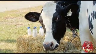 JFL GAGS FRESH MILK