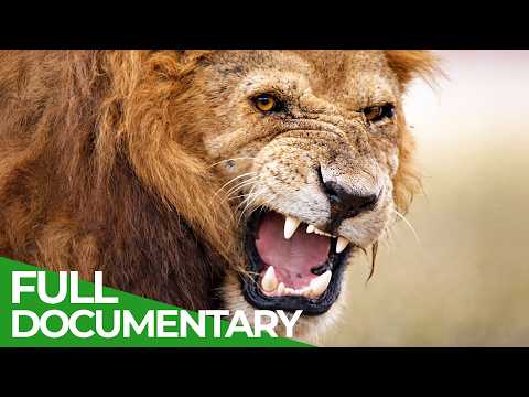 Survive the Wild: Nature s Ultimate Battle