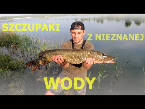 Wędkarstwo spinningowe | Nieznana woda i szczupaki | Łowienie szczupaków na jerki Engima