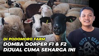 Download lagu Harga Domba Dorper F1 & F2 Terbaru di Podomoro Farm | @AGROTV9 mp3