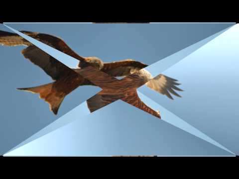 LIBERTA ...E CARDELLINE