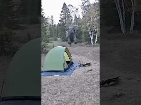 I Smiled at the Wrong Time! The Elephant Was Advancing 😱 #shorts #animals