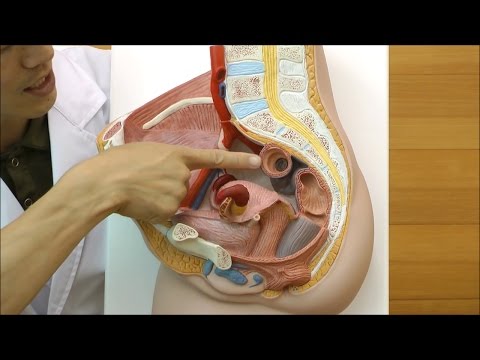 女性の骨盤内臓器の構造を確認できる模型│H10