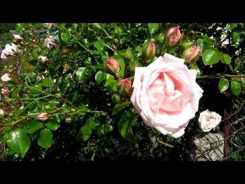 Куршская Коса. Зеленоградск