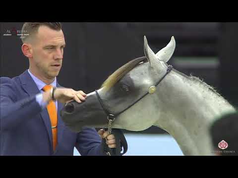 N 12 HALHOLA AL HAWAJER   Al Shiraa International Arabian Horse Show 2020