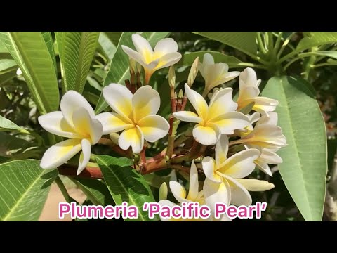 🔴Plumeria 'Pacific Pearl' ~ Frangipani **Por favor, visite o canal para assistir todos os 45 tipos de Plumeria