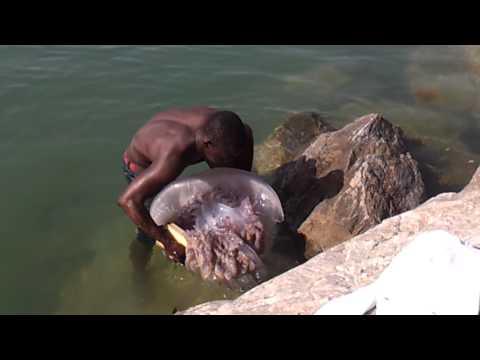 Medusa encontrada en la playa del rodeito en marbella SUPER JELLYFISH