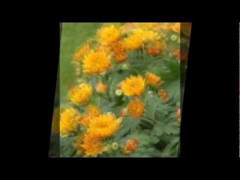 download lagu mp3 mp4 Krysanteemi, download mp3 Krysanteemi free download mp3, download mp3 Krysanteemi