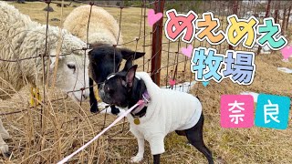 【奈良・おでかけ】愛犬と癒しを求めて穴場スポットへ！なぜかヒツジさんに大人気となりました💗　@oreo_channel
