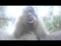 Monkey Stealing GoPro 4