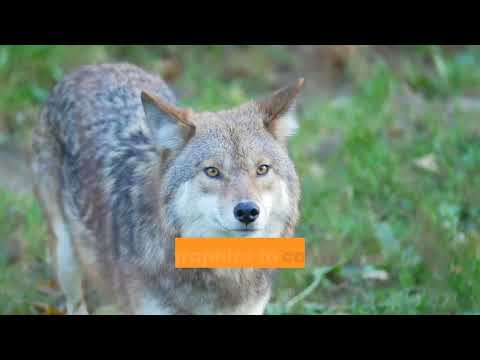 HowExpert Guide to Coyotes: 101+ Lessons to Learn About, Embrace, and Love Coyotes From A to Z