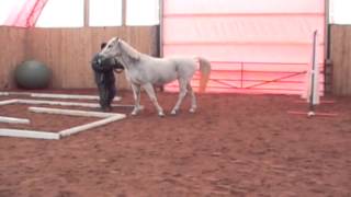 preview picture of video 'OLHA Feb. 2013, First Level Horse, Patch Smith # 790 & Spirit # 799'