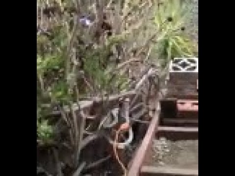 12/16/2020 Garden Tour