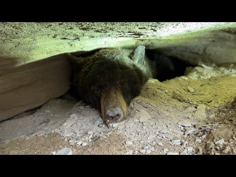 Utah biologists check on hibernating bears