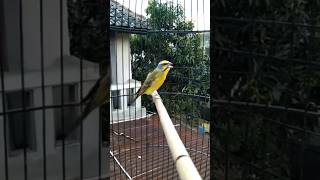 Download lagu suara burung mozambik gacor 🔴masteran muraibatu mp3