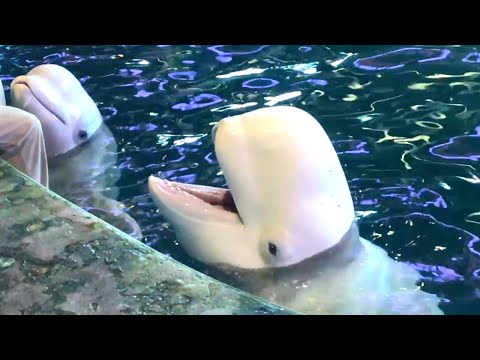 Beluga Whales in Shedd Aquarium, Chicago