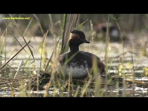 ZAMPULLIN CUELLINEGRO | BLACK-NECKED GREBE | Podiceps n