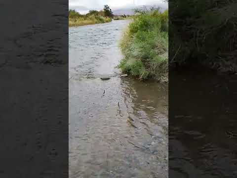 Río san juan, ubicado en departamento Ullum, prob san Juan