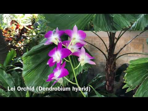 Orchids in the Conservatory