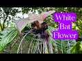 White Bat Flower | Tacca Integrifolia | Care & Maintenance