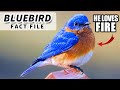 Bluebird Facts: Learn about BLUEBIRDS! | Animal Fact Files
