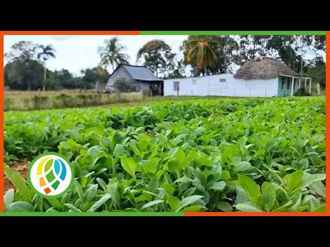 Compromiso de tabacaleros en Mantua