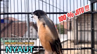 Download lagu cendet gacor BONGKAR EMOSI PANJANG MEWAH JITU PANCINGAN CENDET AGAR BUNYI bikin BURUNG PENTET GACOR mp3