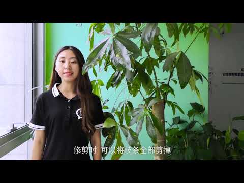 富貴樹修剪