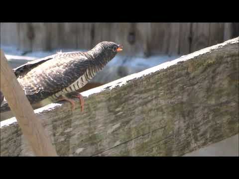 Junger Kuckuck wird von Bachstelze gefüttert