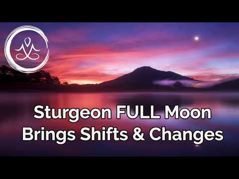 download lagu mp3 mp4 Sturgeon Translate, download lagu Sturgeon Translate gratis, unduh video klip Sturgeon Translate