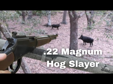 Hunting Wild Hogs with CCI .22 Magnum Maxi Mags