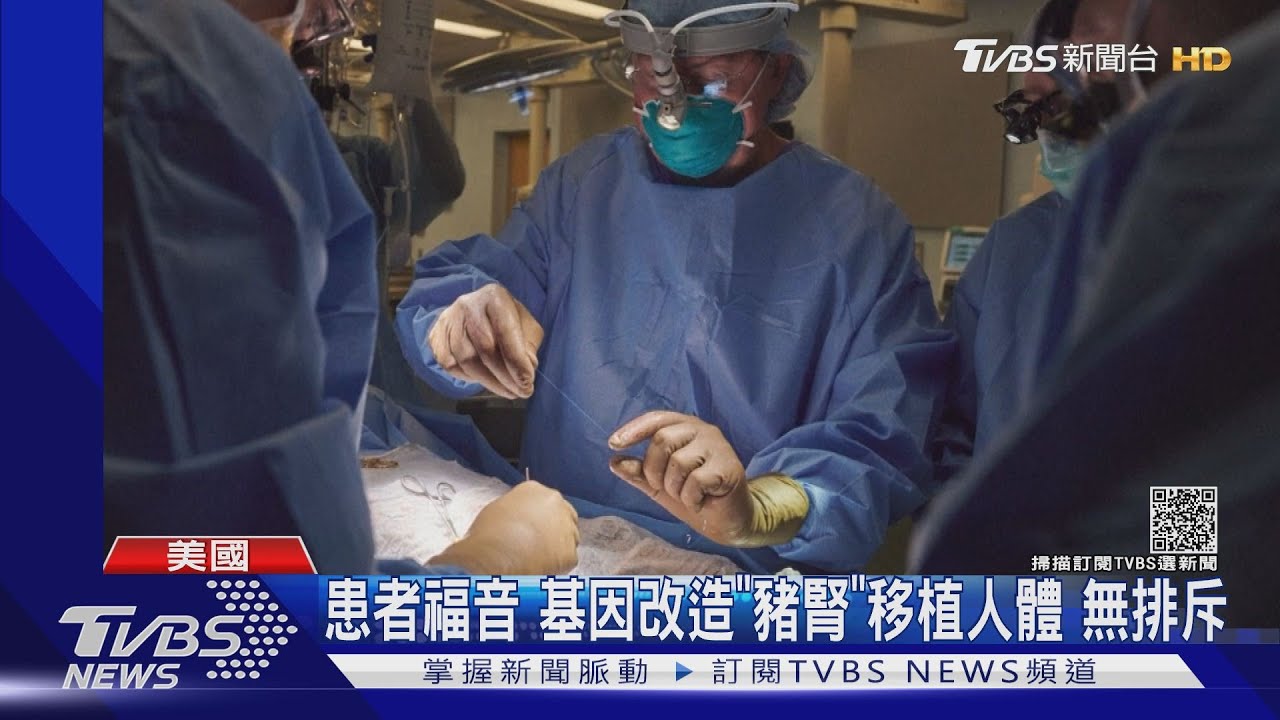 醫界創舉!美團隊首度移植「豬腎」至人體 無排斥反應