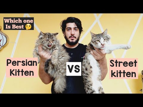 Persian Cat vs Street Cat 🐈 | Major Difference between Street Cat & Persian Cat | Comparison