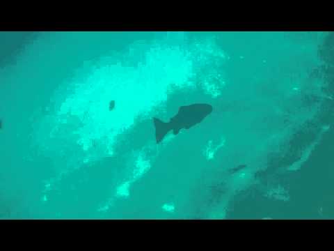 Flims_060711_tough_Crestasee_Forellen.MP4