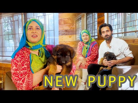 New Family Member!! Guess Who ? | Arifa and Tabeer | Guggu #tabeerali #arifasiddiqui
