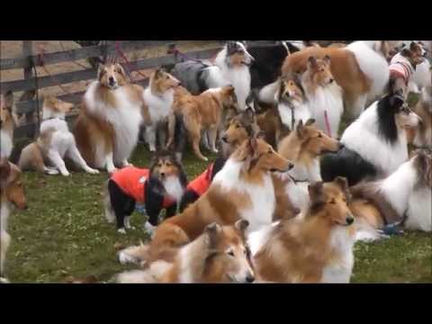 Rough Collie meeting in Japan :  山中湖オフ会 in Woof No.1　2015.11.12