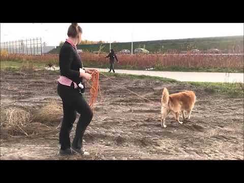 Jak ćwiczyć z psem mającym problem z relacjami z innymi psami