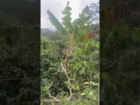El mejor Cafe de San Jose de Ocoa esta en Mahoma? Porque aún siembran cafe?? #jhonenlacalle