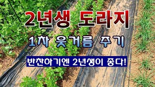 [텃밭농부 1,899]  2년생 도라지밭에 1차 웃거름 주는 방법. #도라지재배