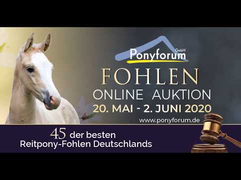 DER KLEINE BRUDER HF v. Diamond Touch NRW -  Rocky Twist