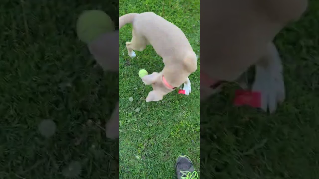 Enlarge JUNIE, a Adoptable mixed breed in Burton, MI video 5/6