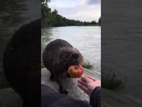 Bober is friend #bobr #bober #beaver #biber