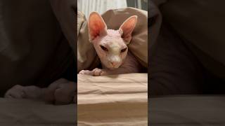 眠くてずっとウトウトする猫アレクサンドラ【スフィンクス】