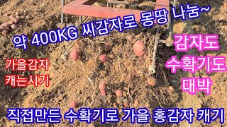 몽땅 나누어 드립니다~ 직접만든 감자,고구마수확기로 가을홍감자 캐는날 가을감자 캐는시기,홍심이,빨간감자,땅속…
