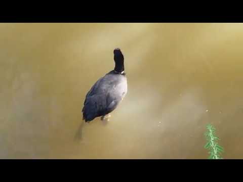 Focha cornuda ( Fulica cristata ) Crested Cook