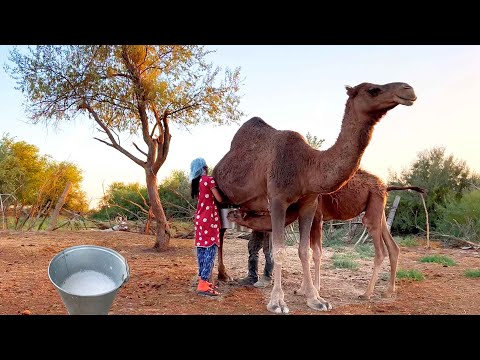Amazing Camel Farming in Kazakhstan. Fresh Camel Milking